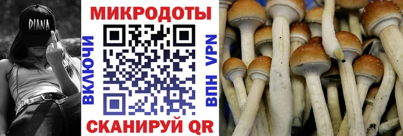 Купить где  Кадников  Псилоцибиновые грибы Cubensis 